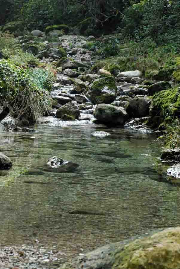 Vipera aspis francisciredi?